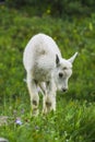 Two mountain goats mother and kid in green grass field, Glacier National Park, Montana