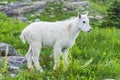 Two mountain goats mother and kid in green grass field, Glacier