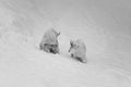 two mountain goats in the snow with one animal on his back Royalty Free Stock Photo