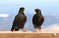 Two mountain jackdaws Royalty Free Stock Photo