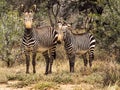 Two Mountain Zebras in a bushveld setting