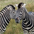 Two striped zebras, photographed at Port Lympne Safari Park, Ashford, Kent UK.