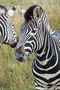 Two striped zebras, photographed at Port Lympne Safari Park, Ashford, Kent UK.