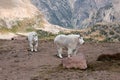 Two Mountain goats in the mountains