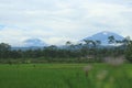 Two mountains with rice fields Royalty Free Stock Photo