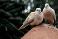 Mourning Dove Birds Sitting on Rock