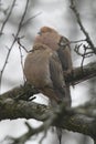 Two Mourning Doves asleep on a branch - Zenaida macroura Royalty Free Stock Photo