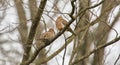 Two mourning ground zenaida macroura doves 