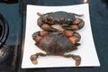 Two mud Crab Scylla serrata on a white plate ready to cook Royalty Free Stock Photo