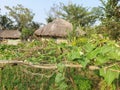 Two mud houses and loft with vegetables and sea at the background at sundarban, West Bengal, India.