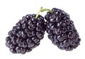 Two mulberry fruits Royalty Free Stock Photo