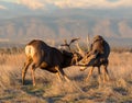 Two Mule Deer Bucks in Combat Royalty Free Stock Photo