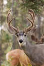 Two mule deer bucks with velvet antlers