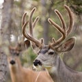 Two mule deer bucks with velvet antlers Royalty Free Stock Photo