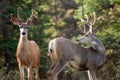 Two mule deer bucks with velvet antlers interact Royalty Free Stock Photo