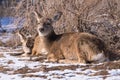 Two mule deer does resting in winter brush. Colorado Wildlife. Wild Deer on the High Plains of Colorado Royalty Free Stock Photo