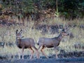 Two mule deer fawns