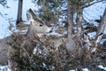 Two mule deers eating grasses and twigs from a bush in winter