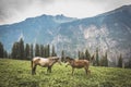 Two Mules/ horses on Deo Tibba trek amidst beautiful Nature.