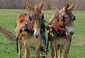 Two yoked mules plowing Springtime Royalty Free Stock Photo