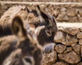 Two mules portrait head Royalty Free Stock Photo