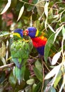 Two multi-colored parrots sit on a branch and kiss Royalty Free Stock Photo