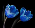 Two multicolor blooming tulips with stem and leaves isolated on black background. Close-up studio shot. Royalty Free Stock Photo