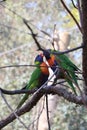 TWO Looks like a rainbow lorikeet parrot sitting on a tree branch among green leaves Royalty Free Stock Photo