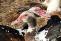 Two muscovy ducks have a rest in poultry. Duck friendship. Couple of beloved