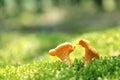 Two mushroom chanterelle in moss forest Royalty Free Stock Photo