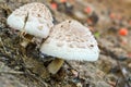 two mushroom close up view