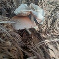 Two mushroom grow together