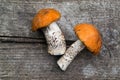 Two mushroom with orange caps (Leccinum Aurantiacum) Royalty Free Stock Photo