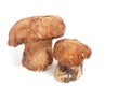 Two mushroom standing on a white background Royalty Free Stock Photo