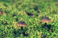 Two mushroom toadstools with brown hats stand among moss and grass with a blurred background like a fairy tale. Royalty Free Stock Photo