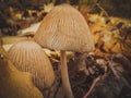 Two mushroom umbrella looked unusually