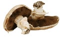 Two mushrooms Royalty Free Stock Photo