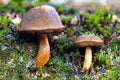 Two mushrooms Royalty Free Stock Photo