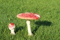 Two Mushrooms Amanita Muscaria