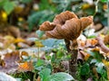 Two mushrooms in an autumn forest