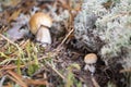 Two mushrooms the boletus also known as penny bun, cep, porcino or porcini - edible, very tasty forest mushroom Royalty Free Stock Photo