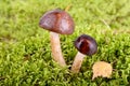 Two mushrooms Royalty Free Stock Photo