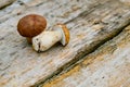 Two mushrooms cepes Royalty Free Stock Photo