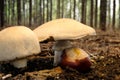 Mushroom Cap Stainer over Chestnut 02 Royalty Free Stock Photo