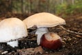 Mushroom Cap Stainer over Chestnut 03 Royalty Free Stock Photo