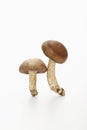 Two mushrooms. Conceptual image