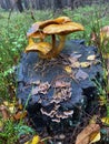 two mushrooms on dead tree stomp Royalty Free Stock Photo