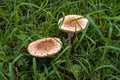 Two Mushrooms in a field of grass