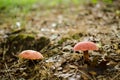 Two Mushrooms in the Forest Royalty Free Stock Photo