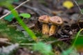 Two mushrooms in the grass Royalty Free Stock Photo